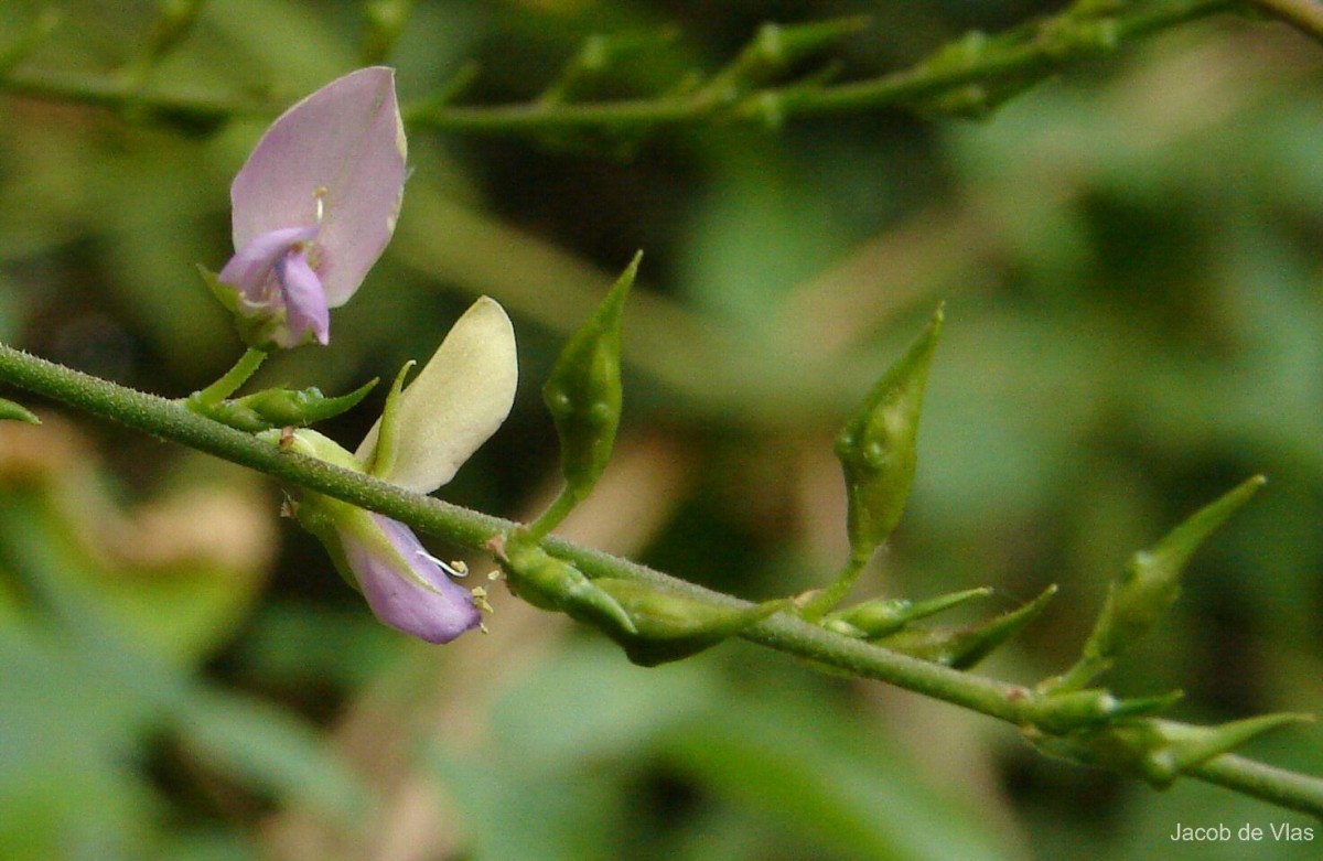 Galactia striata (Jacq.) Urb.